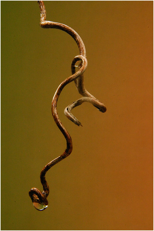 One Drop